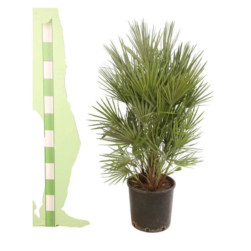Palmier nain - Chamaerops humilis 90cm Pot 10L