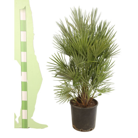 Palmier nain - Chamaerops humilis 90cm Pot 10L