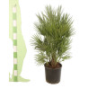 Palmier nain - Chamaerops humilis 90cm Pot 10L