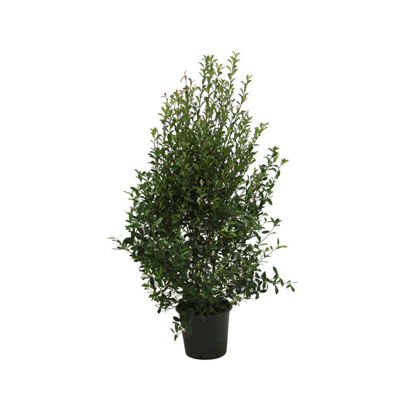 Photinia Carré Rouge - Photinia fraseri Carré Rouge 175/195cm Pot 50L