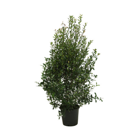 Photinia Carré Rouge - Photinia fraseri Carré Rouge 175/195cm Pot 50L
