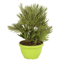 Palmier nain Siciliana - Chamaerops humilis Siciliana 50/60cm Pot 7,5L
