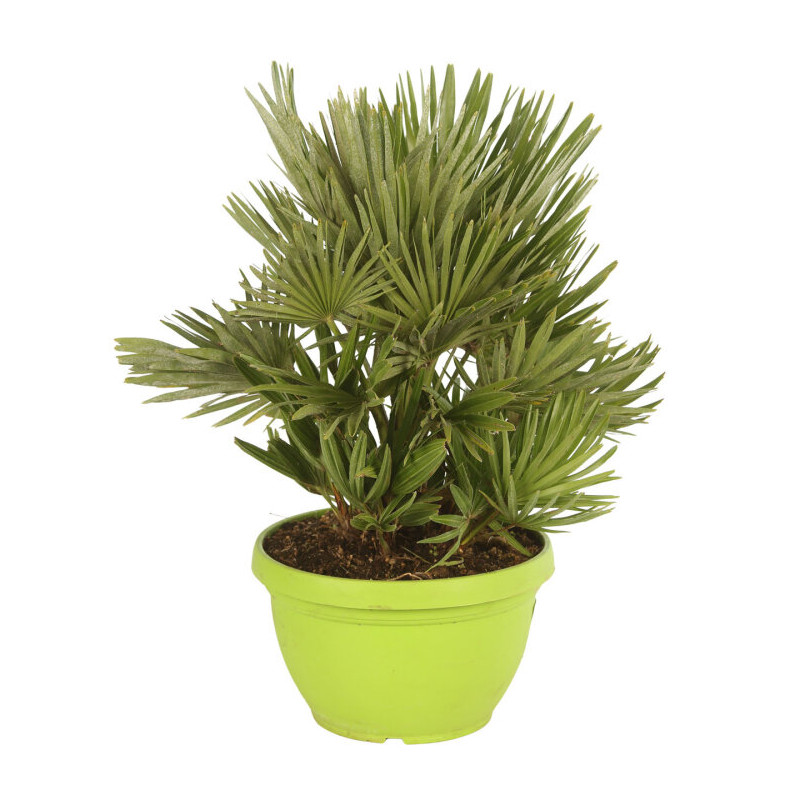 Palmier nain Siciliana - Chamaerops humilis Siciliana 50/60cm Pot 7,5L