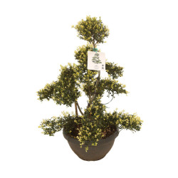 Houx - Ilex crenata Bonsaï 110cm Pot 8L