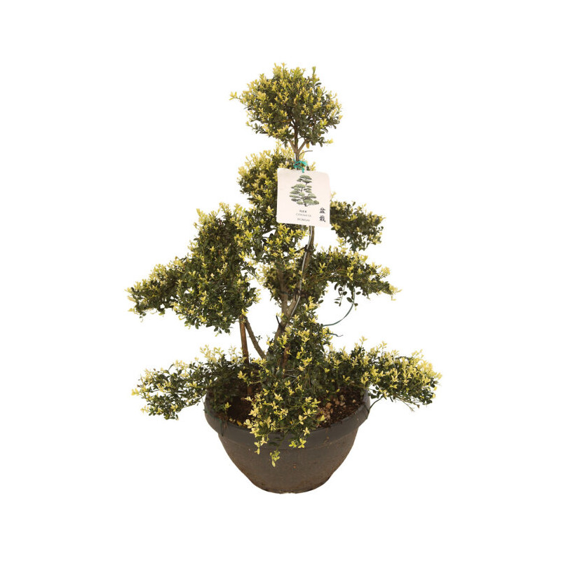 Houx - Ilex crenata Bonsaï 110cm Pot 8L