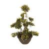 Houx - Ilex crenata Bonsaï 110cm Pot 8L