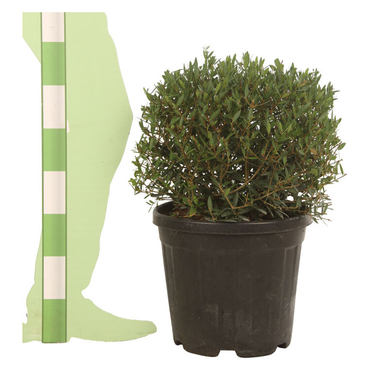 Filaire - Phillyrea angustifolia Boule Pot 25L