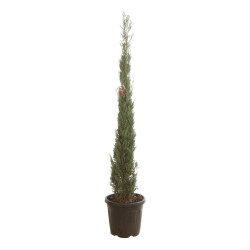 Cyprès de Provence Pyramidalis - Cupressus sempervirens Pyramidalis 175/195cm Pot 30L