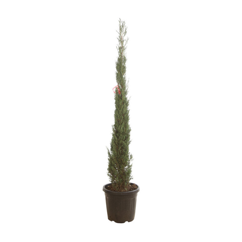 Cyprès de Provence Pyramidalis - Cupressus sempervirens Pyramidalis 175/195cm Pot 30L