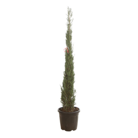 Cyprès de Provence Pyramidalis - Cupressus sempervirens Pyramidalis 175/195cm Pot 30L