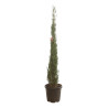 Cyprès de Provence Pyramidalis - Cupressus sempervirens Pyramidalis 175/195cm Pot 30L