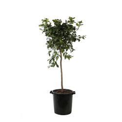 Calamondin Limon Rouge - Citrus mitis Limon Rouge Tige 180cm Pot 25L
