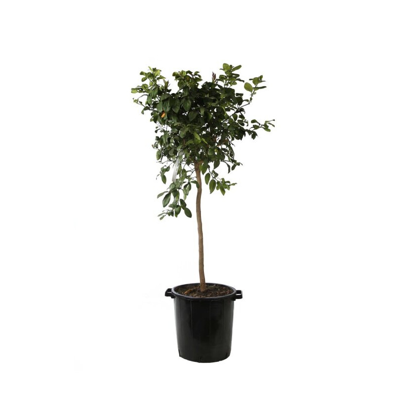 Calamondin Limon Rouge - Citrus mitis Limon Rouge Tige 180cm Pot 25L