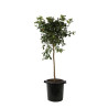 Calamondin Limon Rouge - Citrus mitis Limon Rouge Tige 180cm Pot 25L