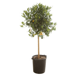 Limequat - Citrus xfloridana Limequat Tige 180cm Pot 25L