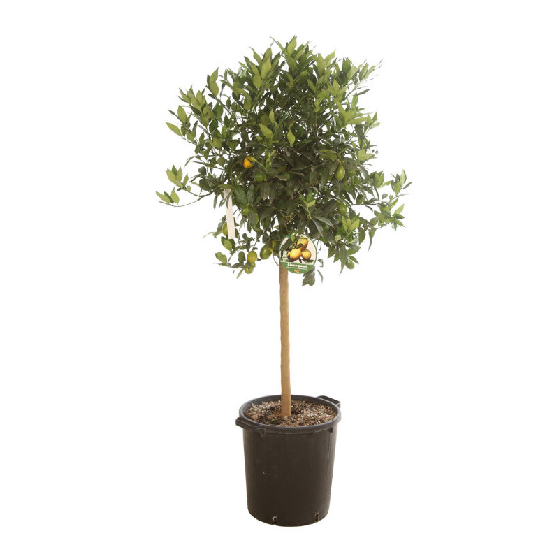 Limequat - Citrus xfloridana Limequat Tige 180cm Pot 25L