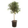 Limequat - Citrus xfloridana Limequat Tige 180cm Pot 25L