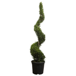 Cyprès de Leyland Castlewellan Gold - Cupressocyparis leylandii Castlewellan Gold Spirale 180cm Pot 30L