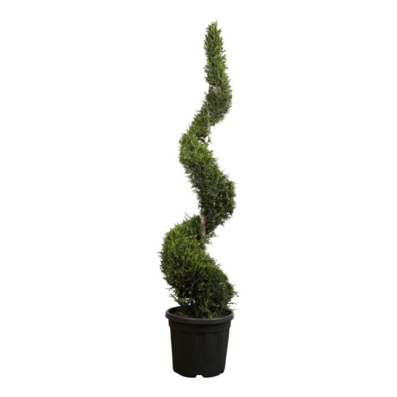 Cyprès de Leyland Castlewellan Gold - Cupressocyparis leylandii Castlewellan Gold Spirale 180cm Pot 30L
