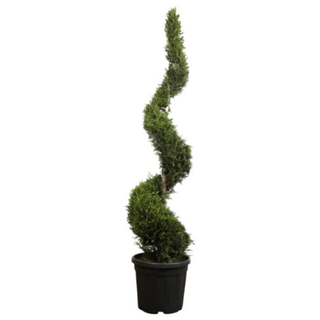 Cyprès de Leyland Castlewellan Gold - Cupressocyparis leylandii Castlewellan Gold Spirale 180cm Pot 30L