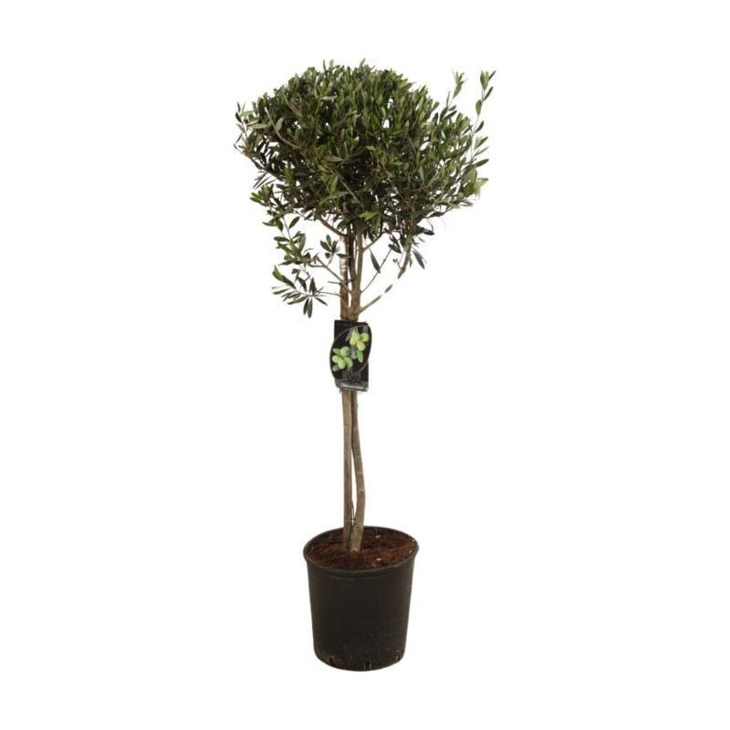 Olivier d’Europe - Olea europaea Demi-tige 12cm 180cm Pot 12L