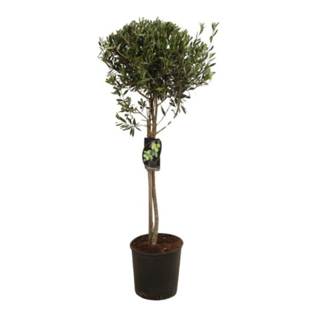 Olivier d’Europe - Olea europaea Demi-tige 12cm 180cm Pot 12L
