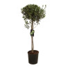 Olivier d’Europe - Olea europaea Demi-tige 12cm 180cm Pot 12L
