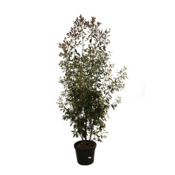 Photinia Red Robin - Photinia xfraseri Red Robin 200/220cm Pot 50L
