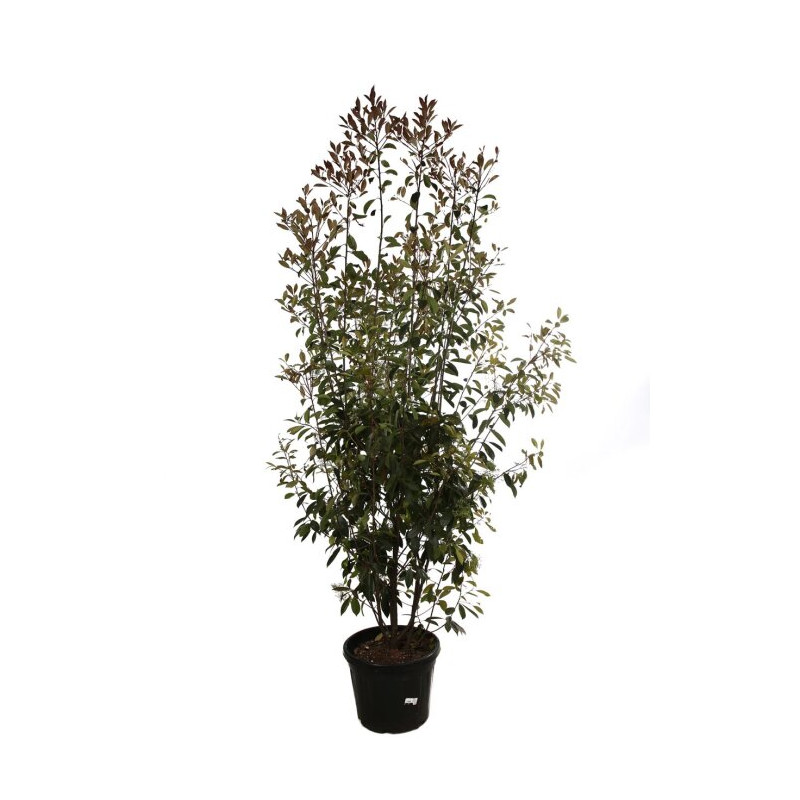 Photinia Red Robin - Photinia xfraseri Red Robin 200/220cm Pot 50L