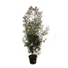 Photinia Red Robin - Photinia xfraseri Red Robin 200/220cm Pot 50L