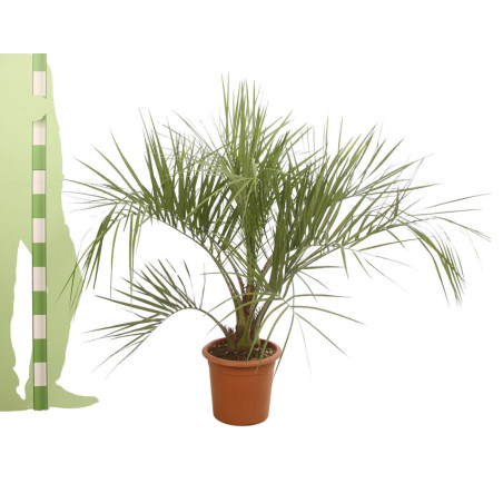 Palmier Butia - Butia capitata 80/100cm Pot 18L