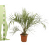 Palmier Butia - Butia capitata 80/100cm Pot 18L