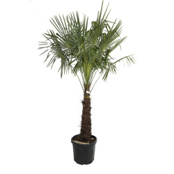 Palmier chanvre - Trachycarpus fortunei 80/100cm Pot 10L