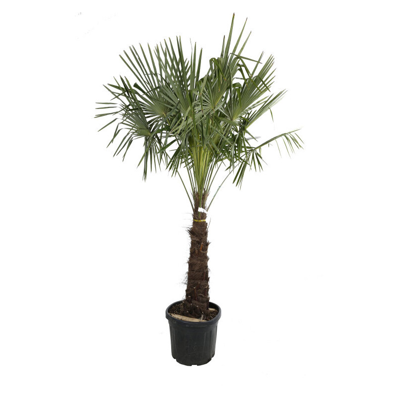 Palmier chanvre - Trachycarpus fortunei 80/100cm Pot 10L