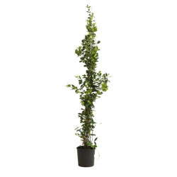 Jasmin étoilé - Trachelospermum jasminoides 200/220cm Pot 9L