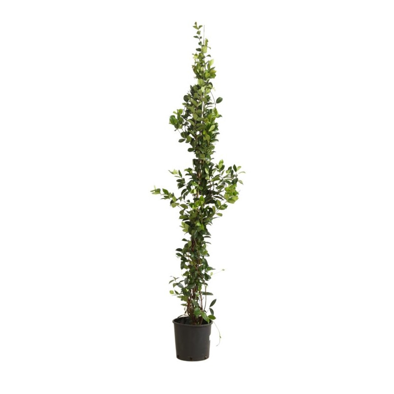 Jasmin étoilé - Trachelospermum jasminoides 200/220cm Pot 9L