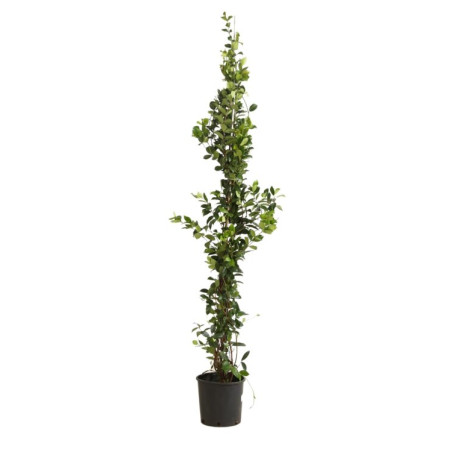 Jasmin étoilé - Trachelospermum jasminoides 200/220cm Pot 9L