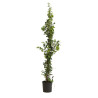 Jasmin étoilé - Trachelospermum jasminoides 200/220cm Pot 9L