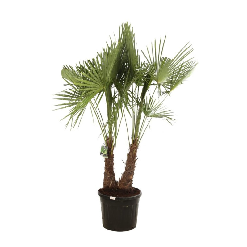 Palmier chanvre - Trachycarpus fortunei 2 troncs 200/230cm Pot 70L