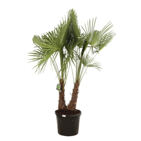 Palmier chanvre - Trachycarpus fortunei 2 troncs 200/230cm Pot 70L