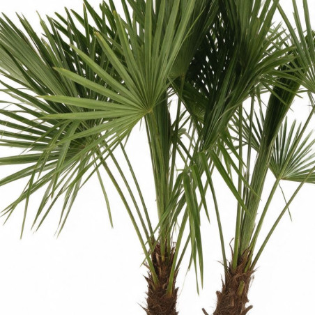 Palmier chanvre - Trachycarpus fortunei 2 troncs 200/230cm Pot 70L