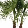 Palmier chanvre - Trachycarpus fortunei 2 troncs 200/230cm Pot 70L
