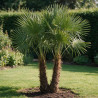 Palmier chanvre - Trachycarpus fortunei 2 troncs 200/230cm Pot 70L