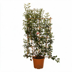 Photinia Red Robin -...