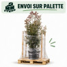 Photinia Red Robin - Photinia xfraseri Red Robin 200/220cm Pot 50L
