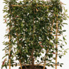 Photinia Red Robin - Photinia xfraseri Red Robin Espalier 160cm Pot 30L