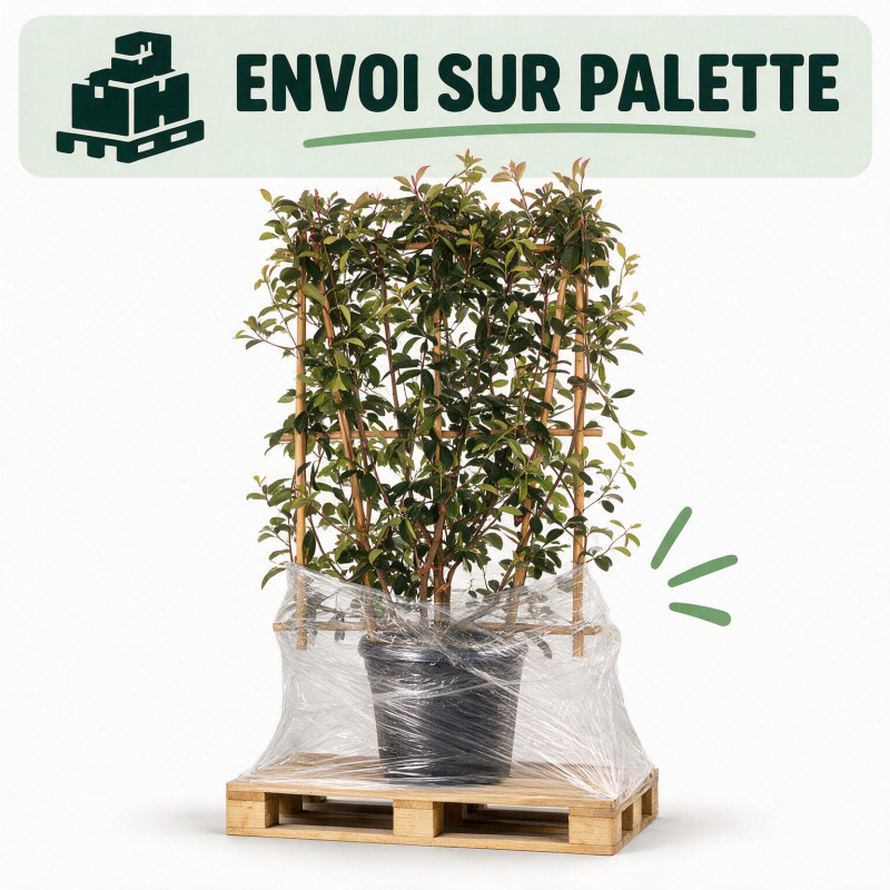Photinia Red Robin - Photinia xfraseri Red Robin Espalier 160cm Pot 30L