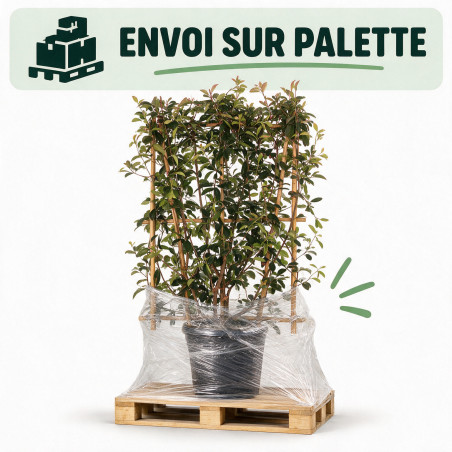 Photinia Red Robin - Photinia xfraseri Red Robin Espalier 160cm Pot 30L