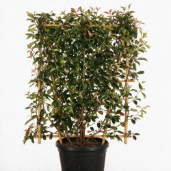 Photinia Red Robin - Photinia xfraseri Red Robin Espalier 160cm Pot 30L