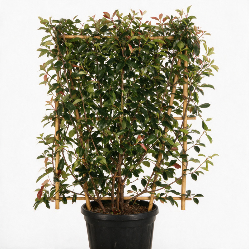 Photinia Red Robin - Photinia xfraseri Red Robin Espalier 160cm Pot 30L